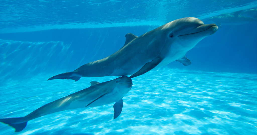 Golfinho_Fonte: Canva.
