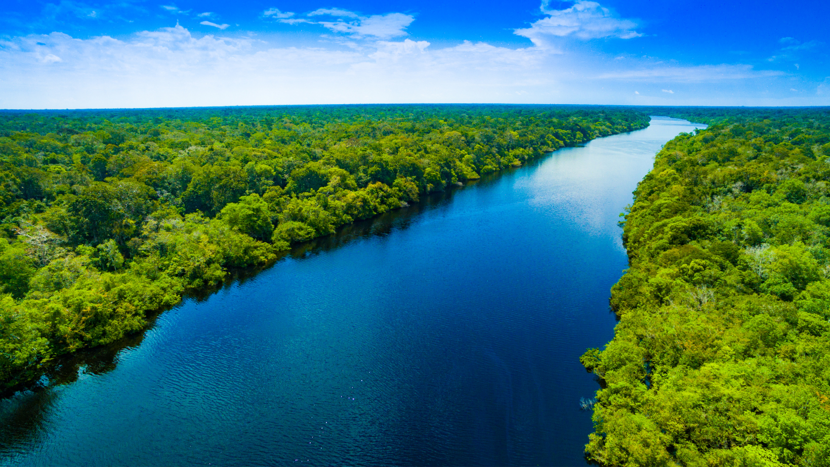 Amazônia. Fonte: Canva.