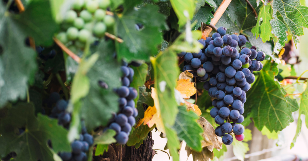 Cacho de uvas roxas. Fonte: Canva.