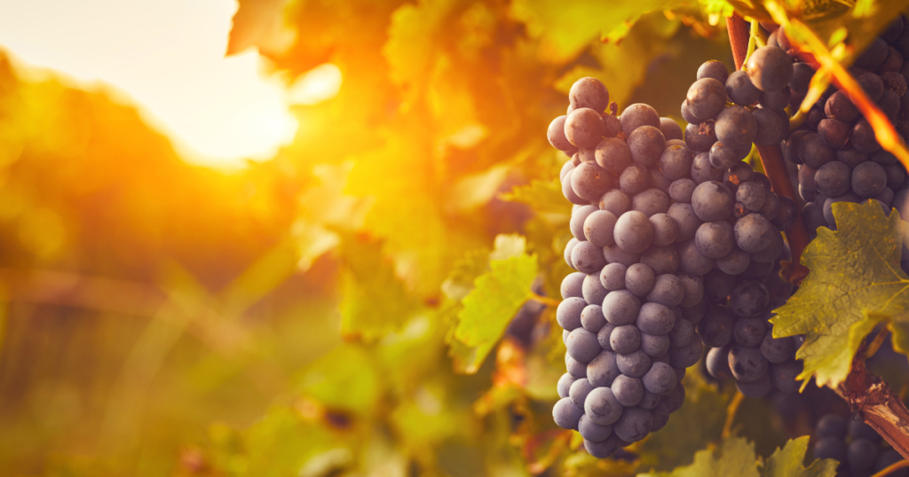 Vinho. Fonte: Canva.