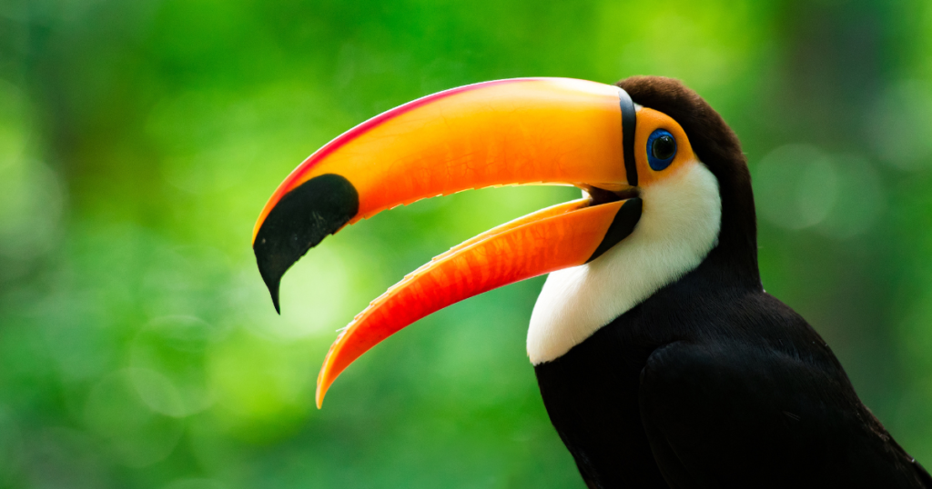 Tucano. Fonte: Canva.