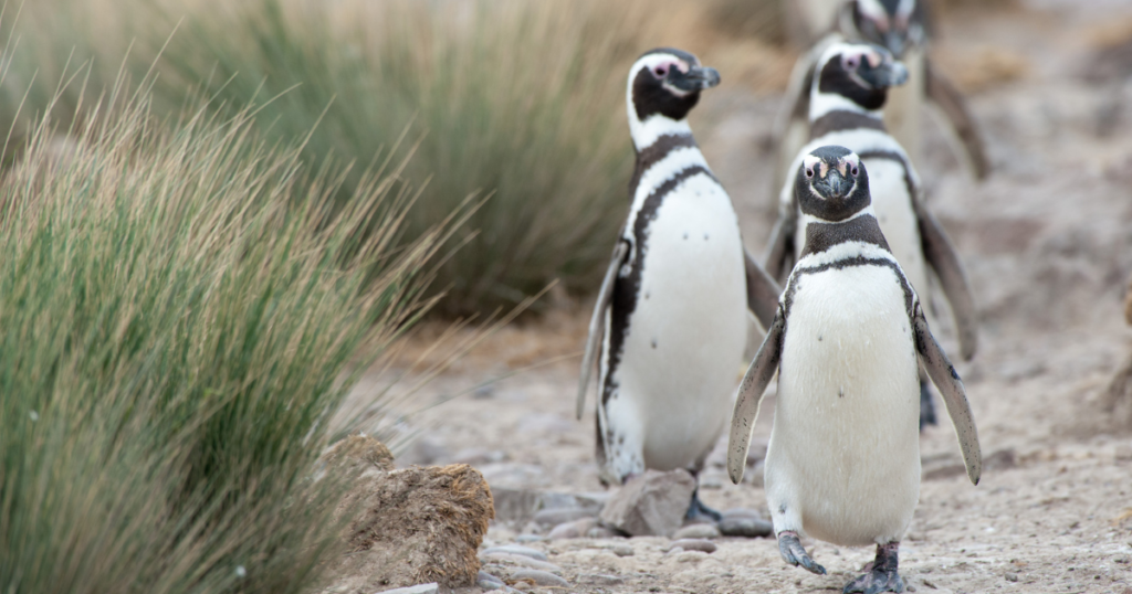 Caminhada dos pinguins na Patagônia. Fonte: Canva.