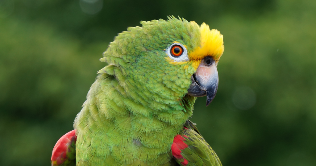  Papagaio. Fonte: Canva