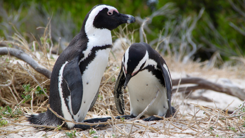 Boulders Beach