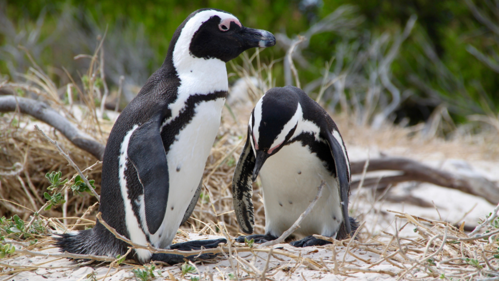 Boulders Beach 