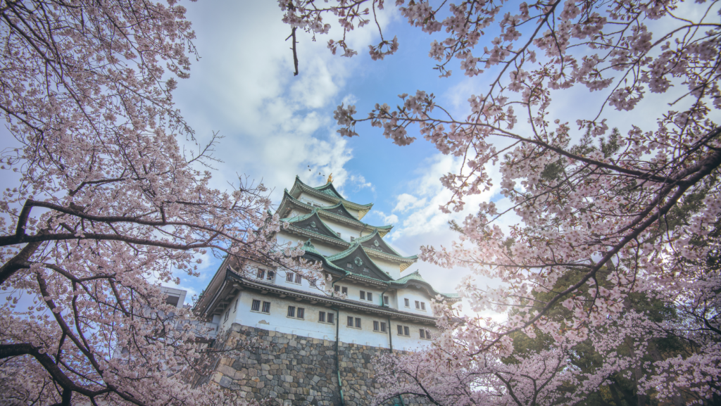 Florada das Cerejeiras no Castelo de Nagoya.