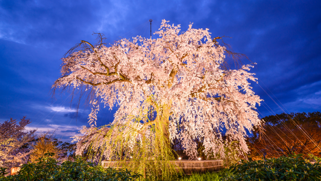 Florada das Cerejeiras em Maruyama Park.