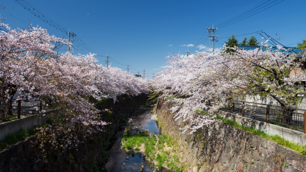 Florada das Cerejeiras em Yamazakigawa.