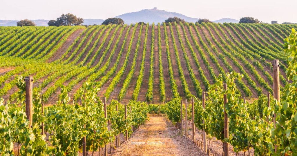 Foto ilustrativa da região do Alentejo, em Portugal.